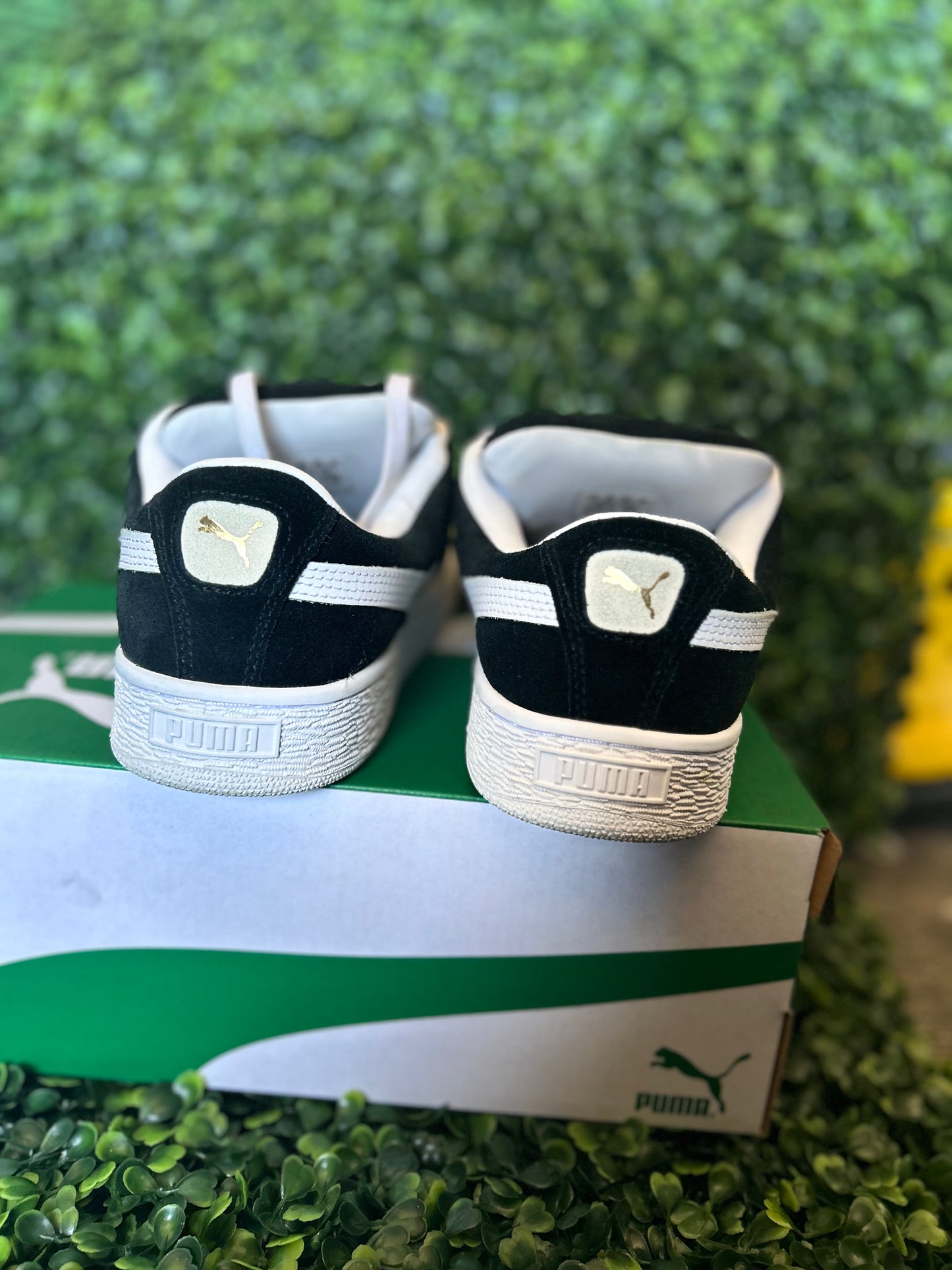 Puma
