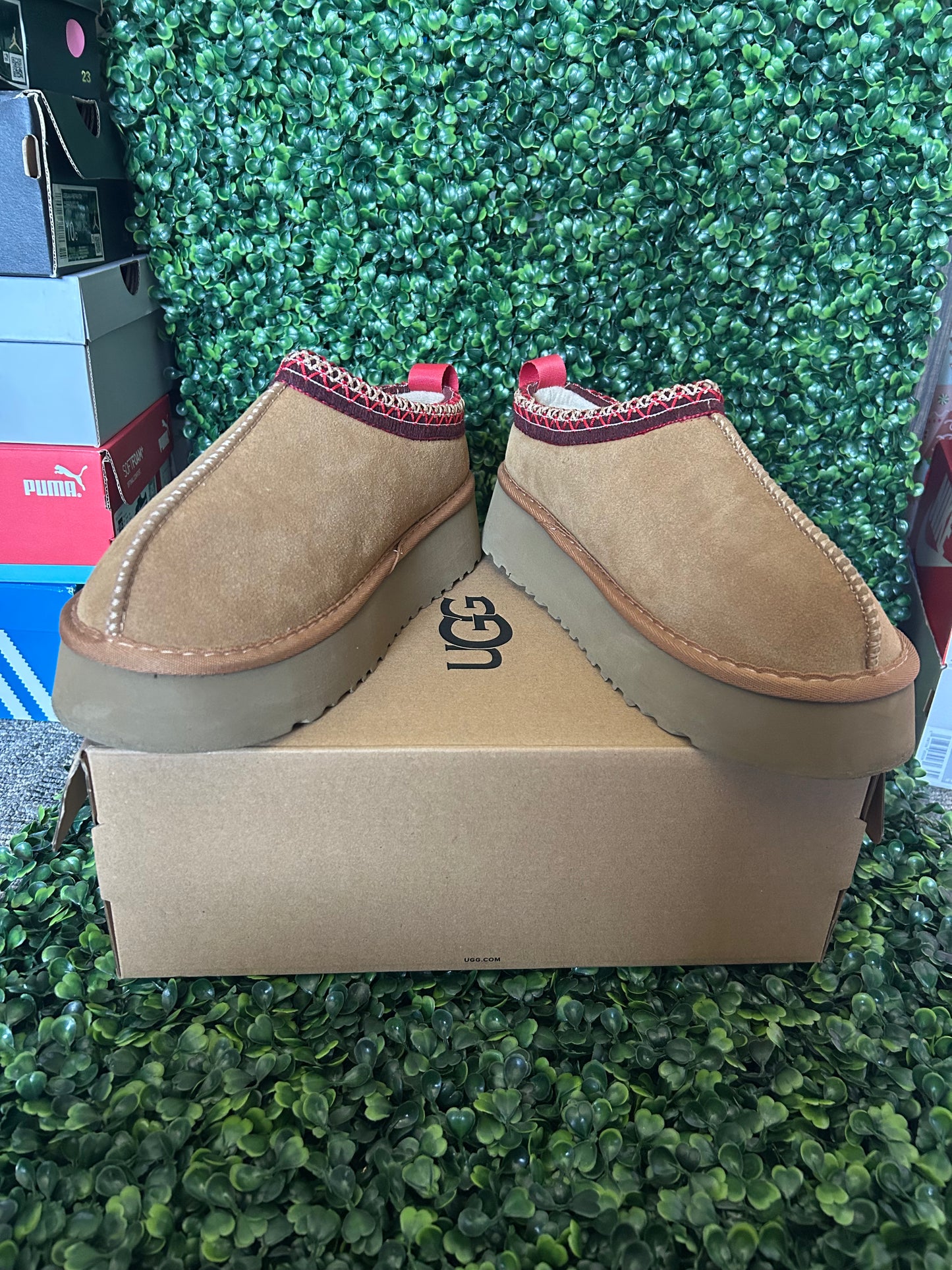 UGGS tasman