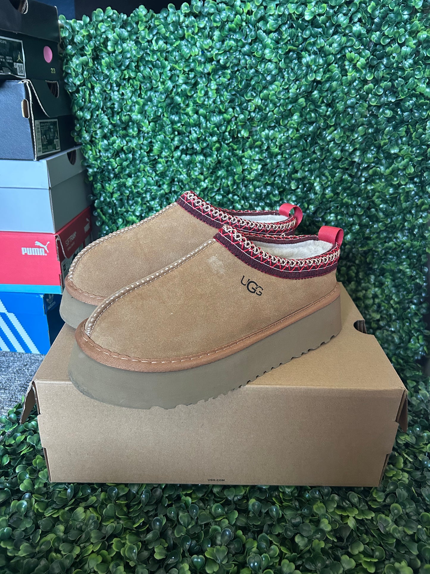 UGGS tasman